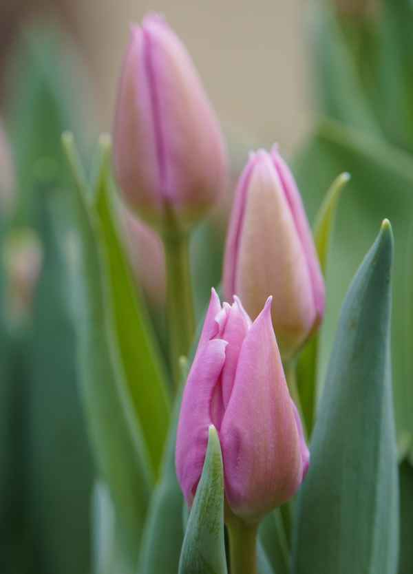 Es wird Frühling 2