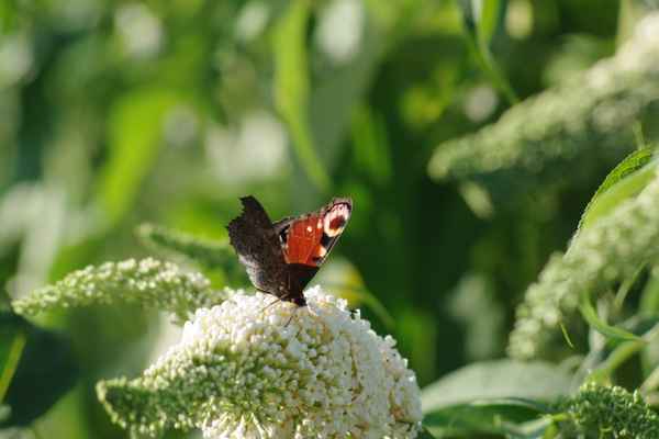 Schmetterling Nummer 1