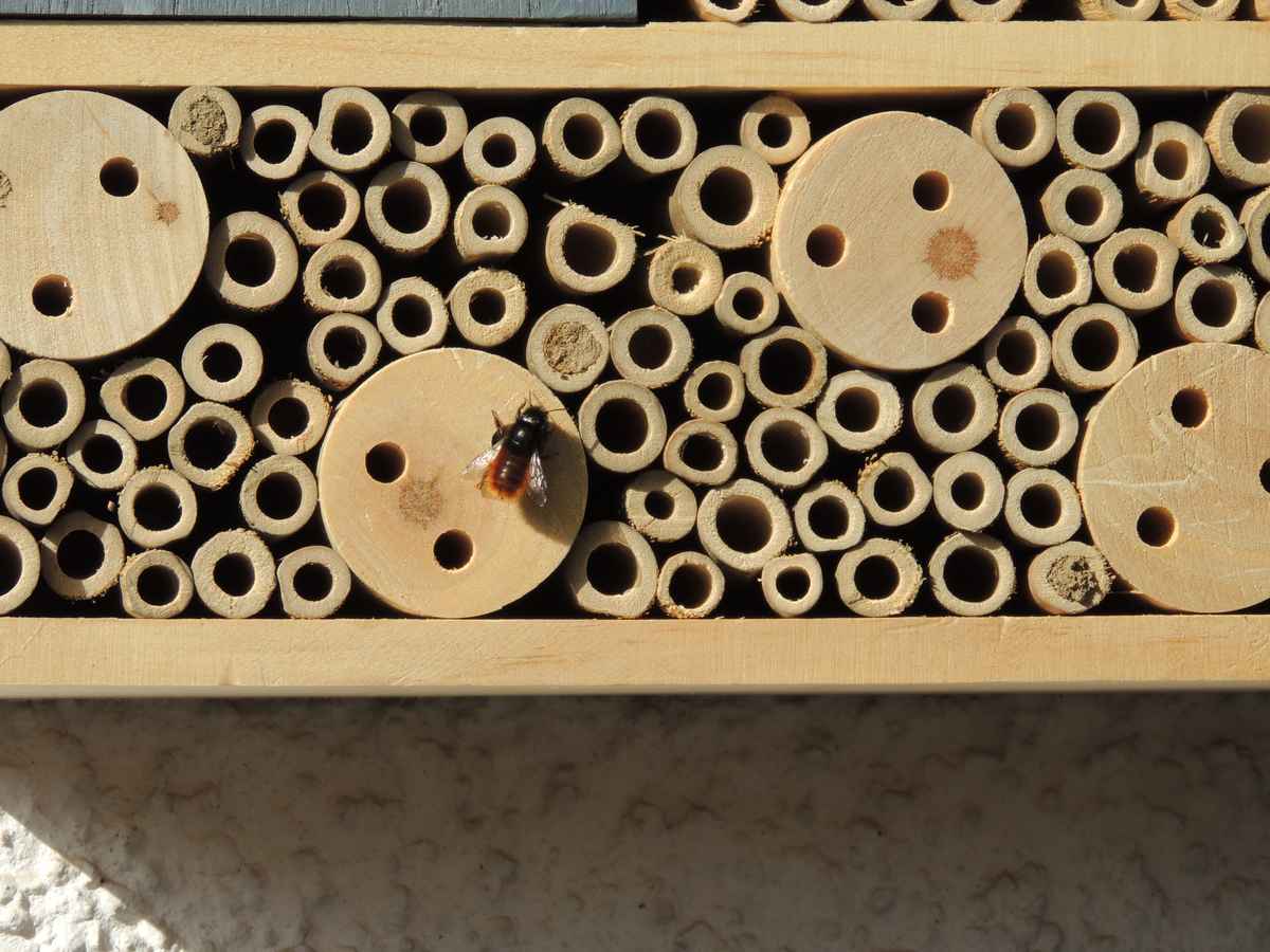 Mauerbiene bei der Arbeit