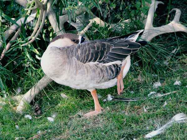 Gans(z) auf einem Bein