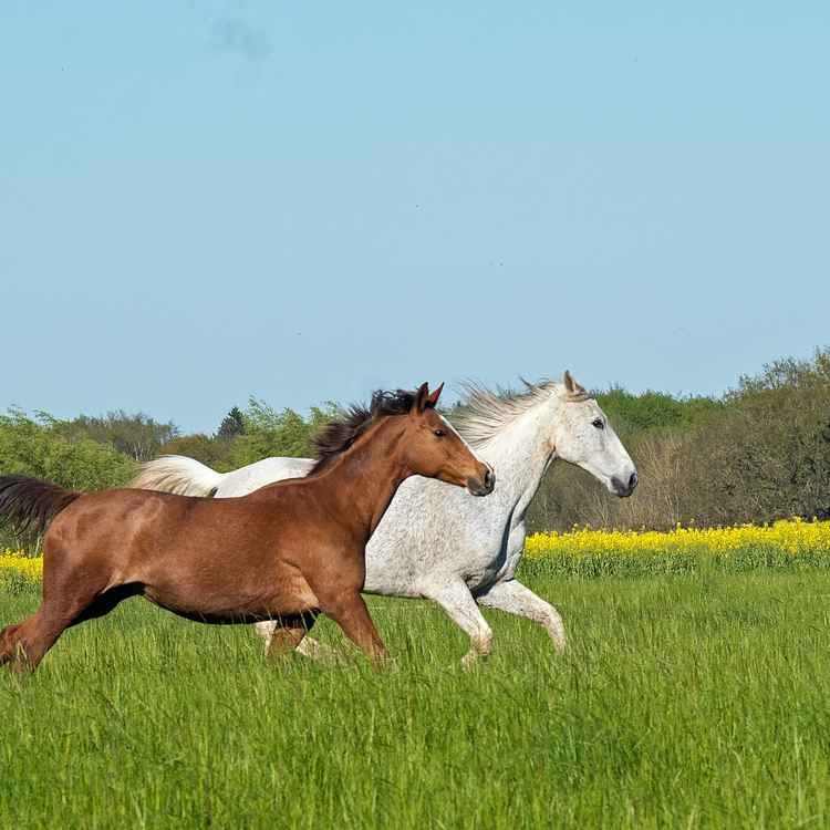 Trakehner im Frühjahr