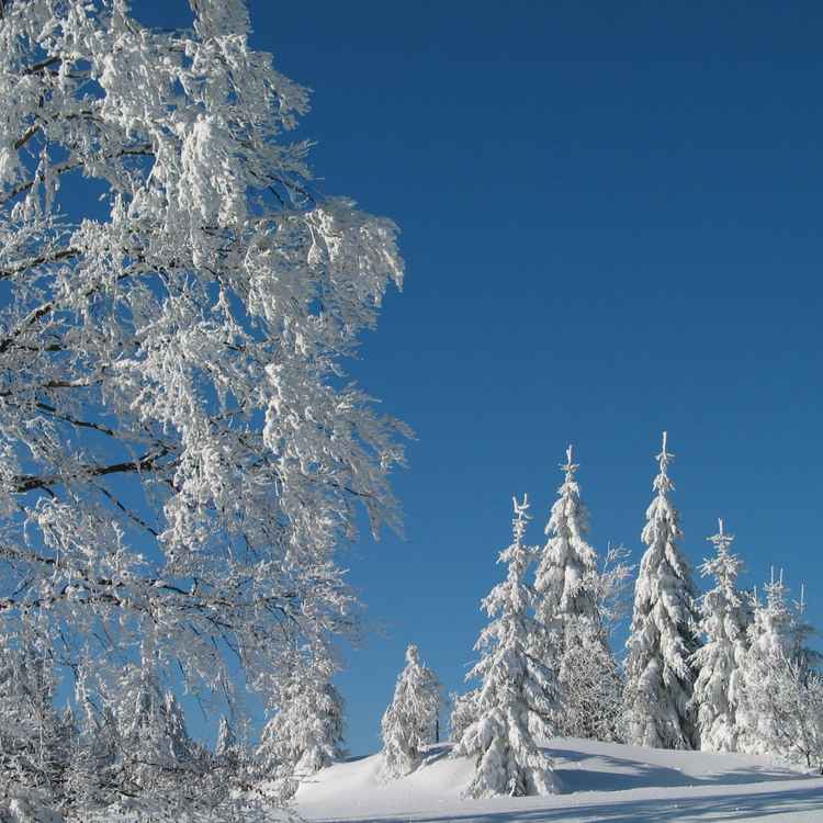 Schwarzwaldwinter_2