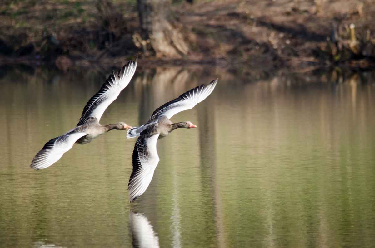 Graugänse im Flug