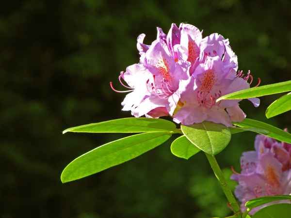 Rhododendron-Solitär im Garten