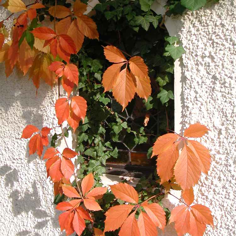 Herbst vor dem Fenster