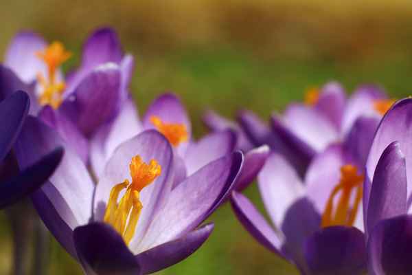 Lila Krokusse in der Mittagssonne