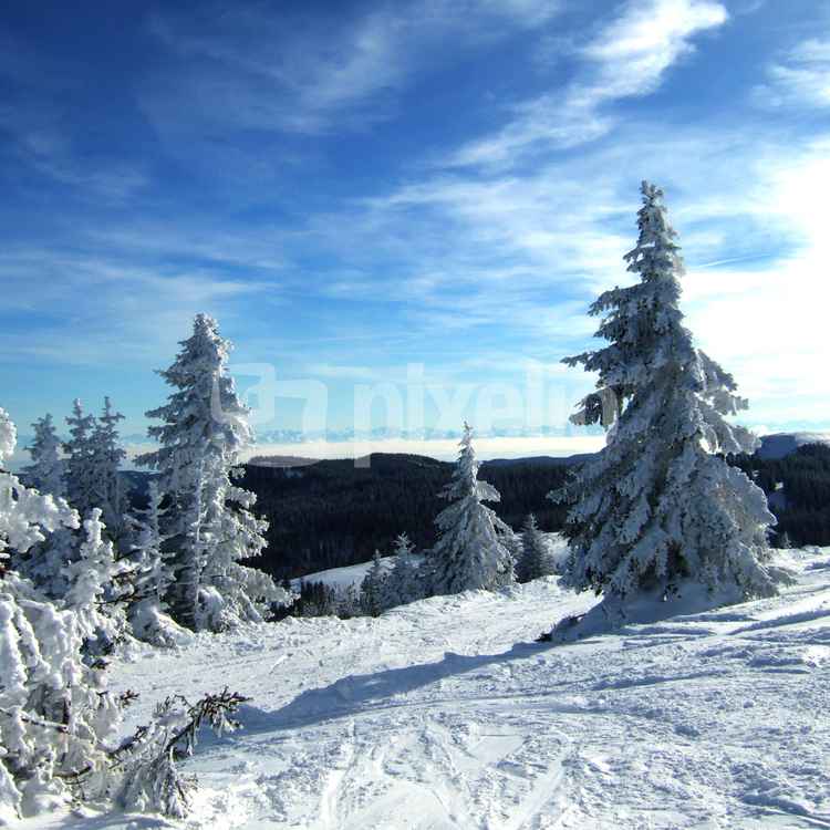 Tannen und Fernsicht am Seebuck (Feldberg)
