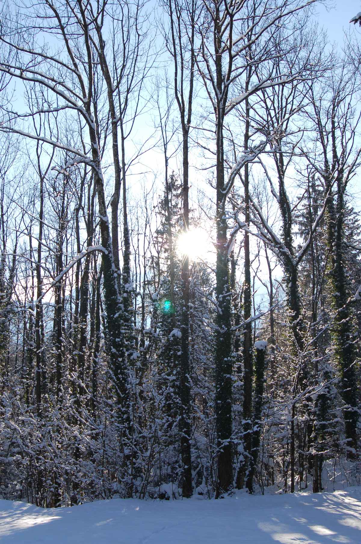 Bäume im Gegenlicht