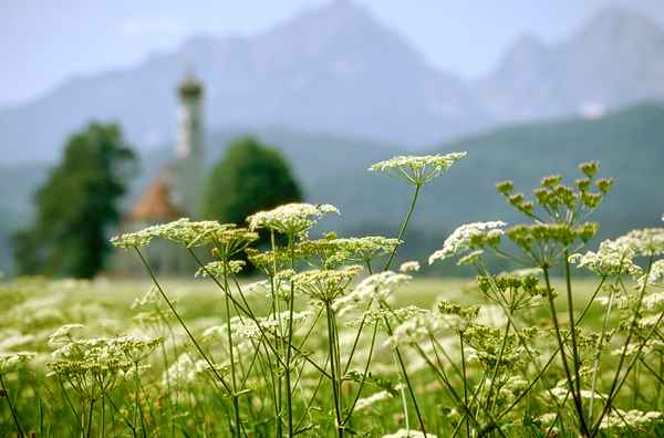 Allgäuwiese mit Kirche