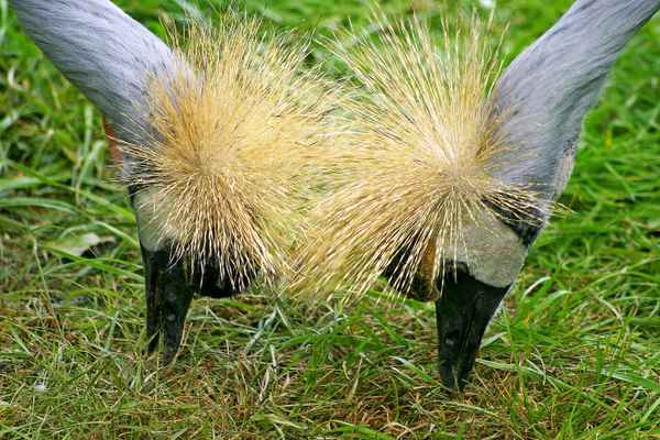 goldköpfe