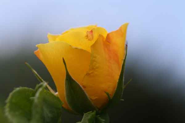 Gelbe Rosenknospe