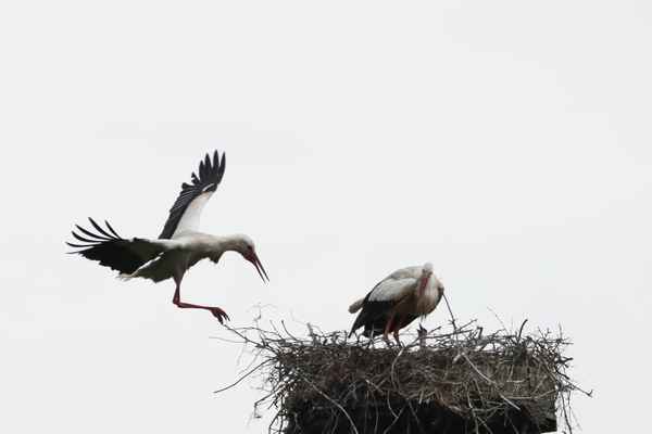 nachwuchs ist eingetroffen