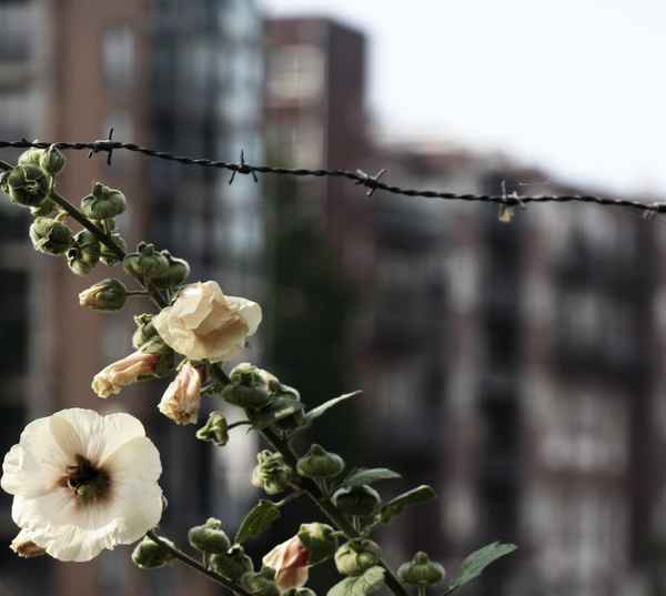 Amsterdam City Flower