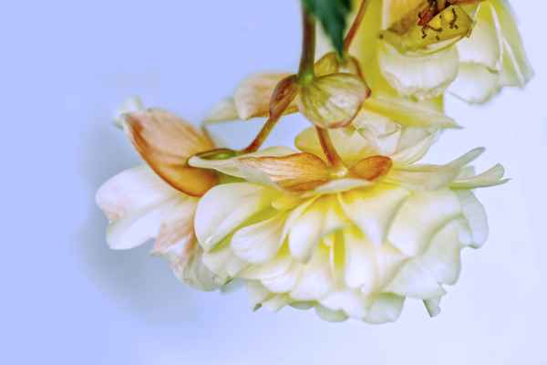 Begonia Pendula