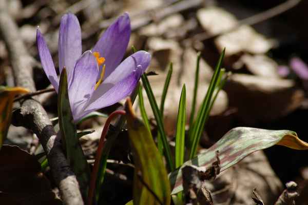 Frühlingsboten im Wald