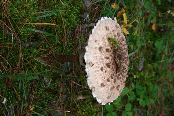 parasol :: gemeiner riesenschirmling :: macrolepiota procera (1)