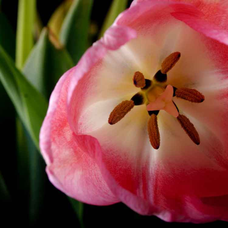 Yet another Tulpenbild VI