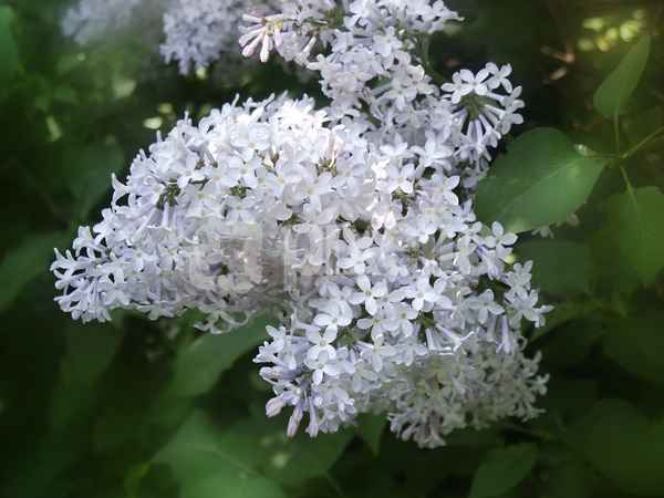 Flieder