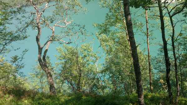 Baeume vor blauem See