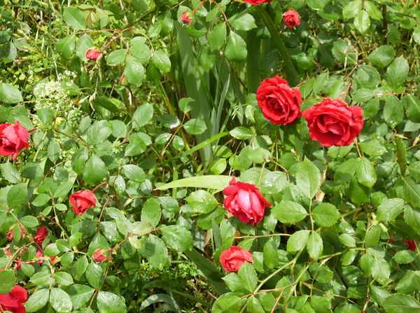 Wilde Rosen