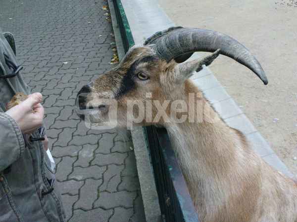 Hungrige Ziege 1