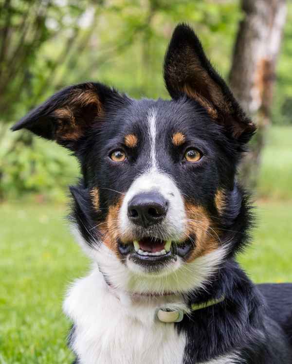 Mischling mit Knickohr