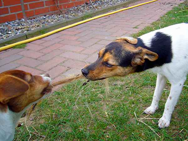 Zwei befreundete Hunde aus Barum