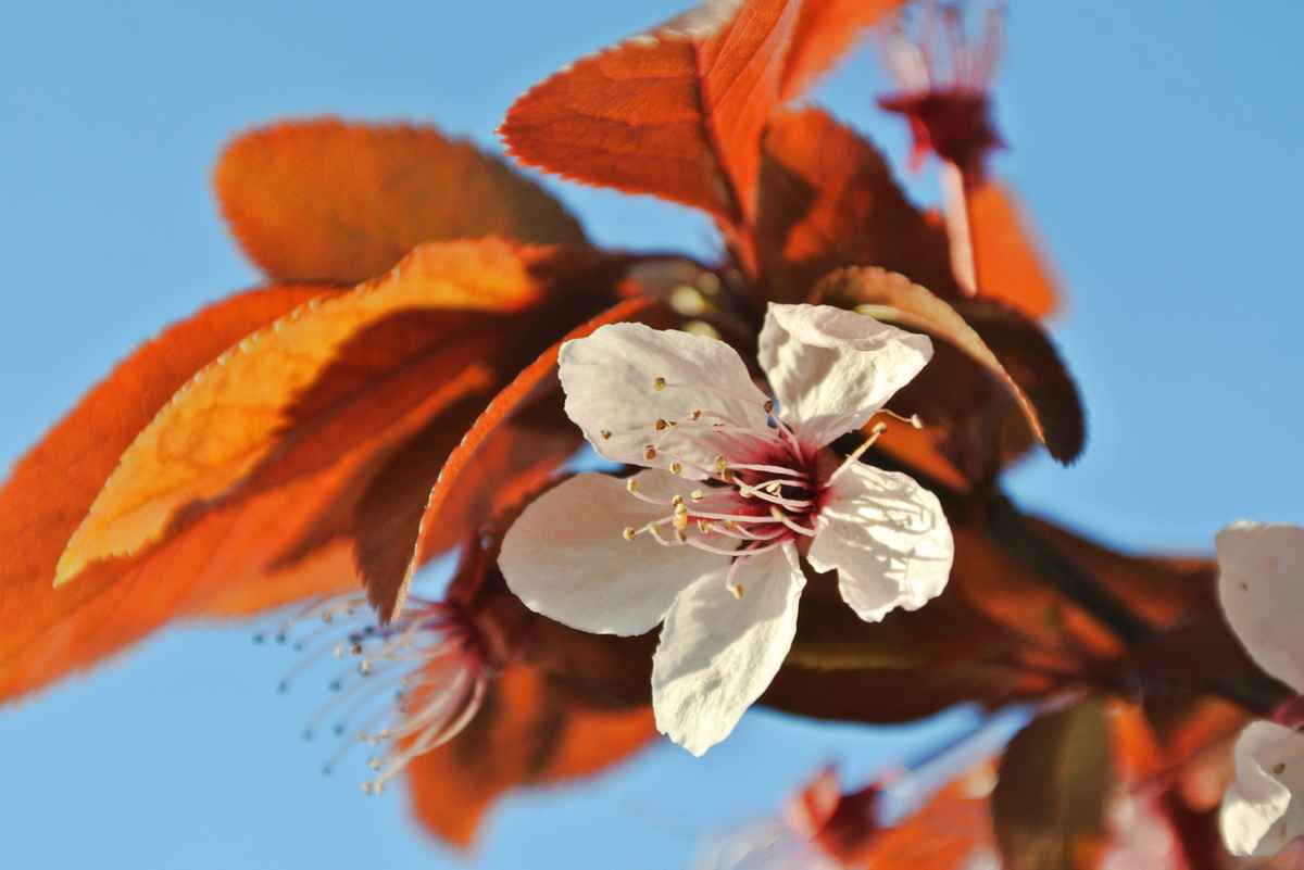 Kirschblüte noch in Wintersonne