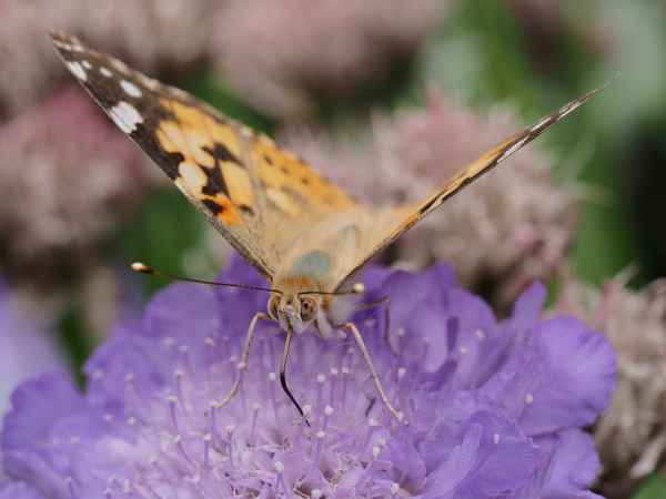 distelfalter