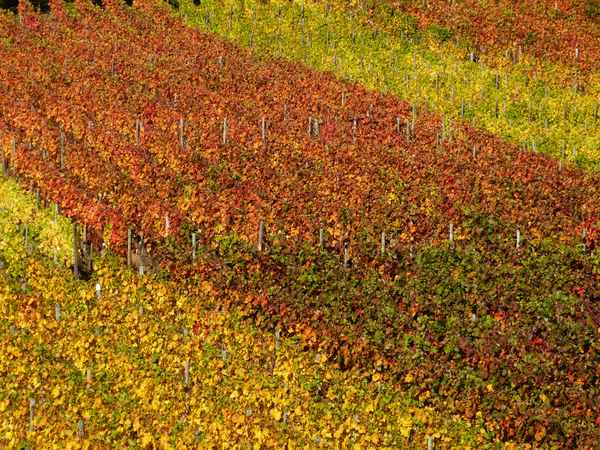 Weinberg im Herbst 2