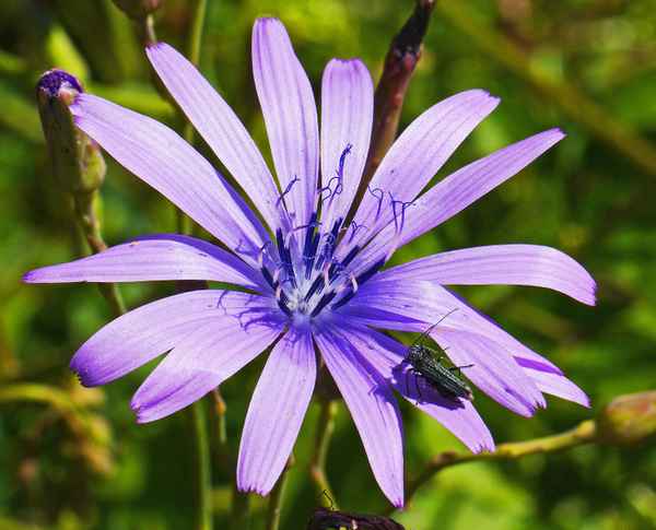 Blauer Lattich . . . . ,