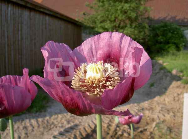 Mohnblume in voller Blüte