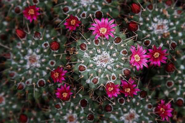 Kaktusblüte