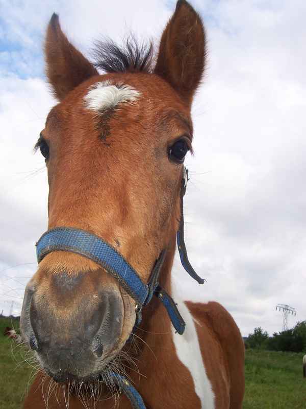 Schau ich nicht wie ein Profi in die Kamera?