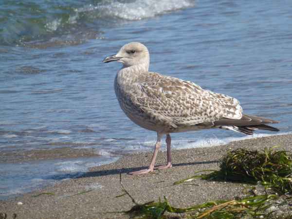 Möve am Strand von Ahrenshoop