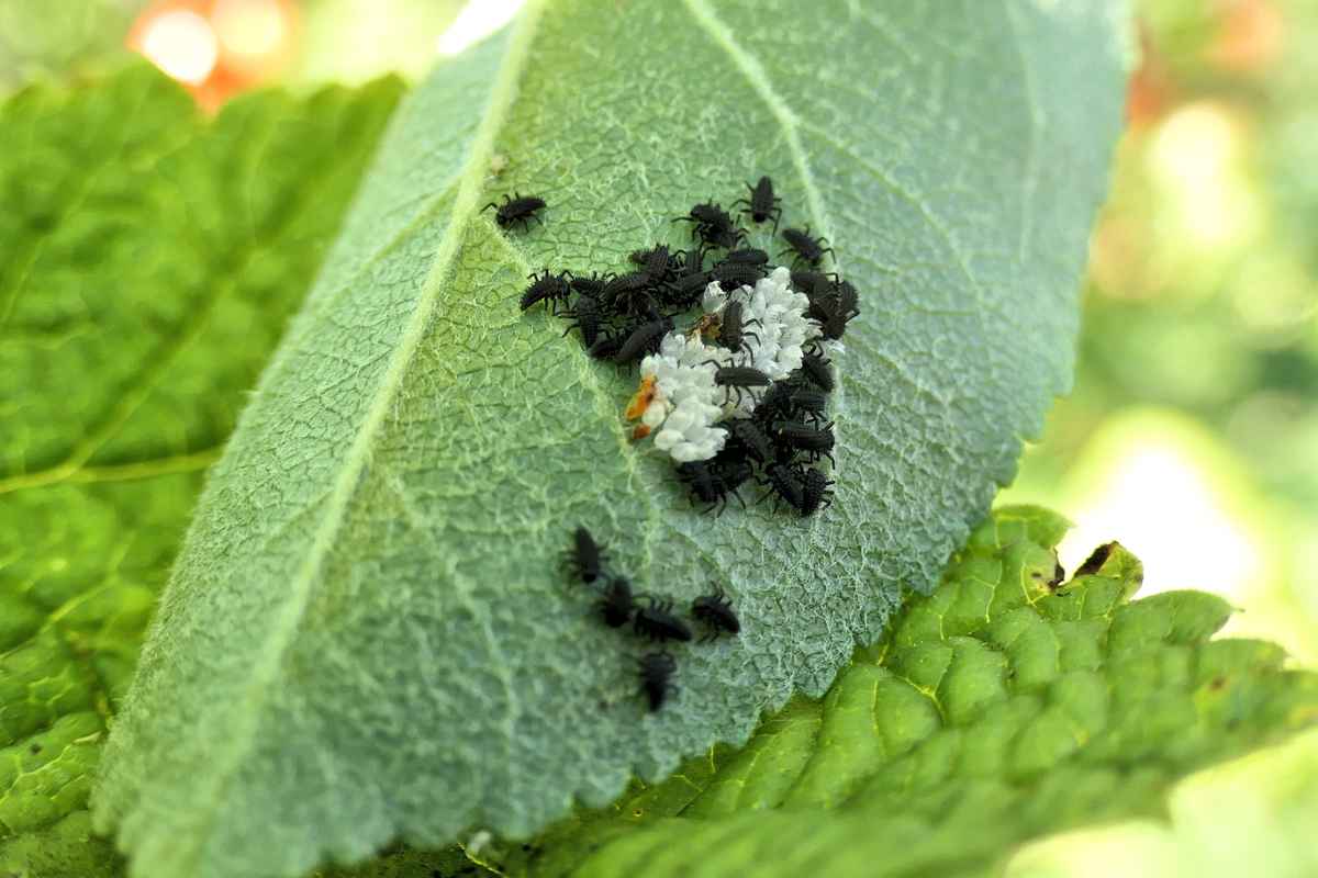eben geschlüpfte Marienkäfer-Larven