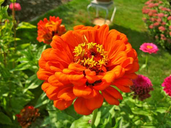 Ringelblume