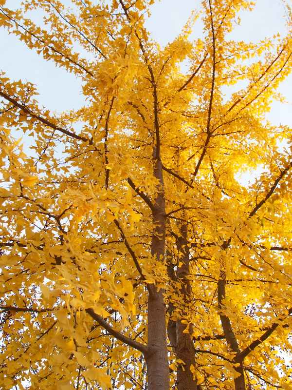 ginkgo als goldmarie