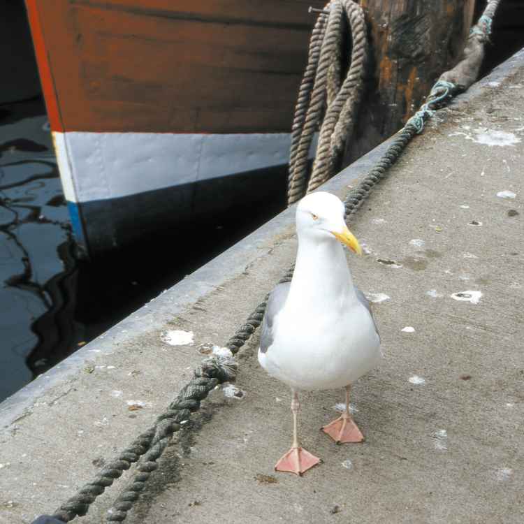 Haste mal'n Fisch?