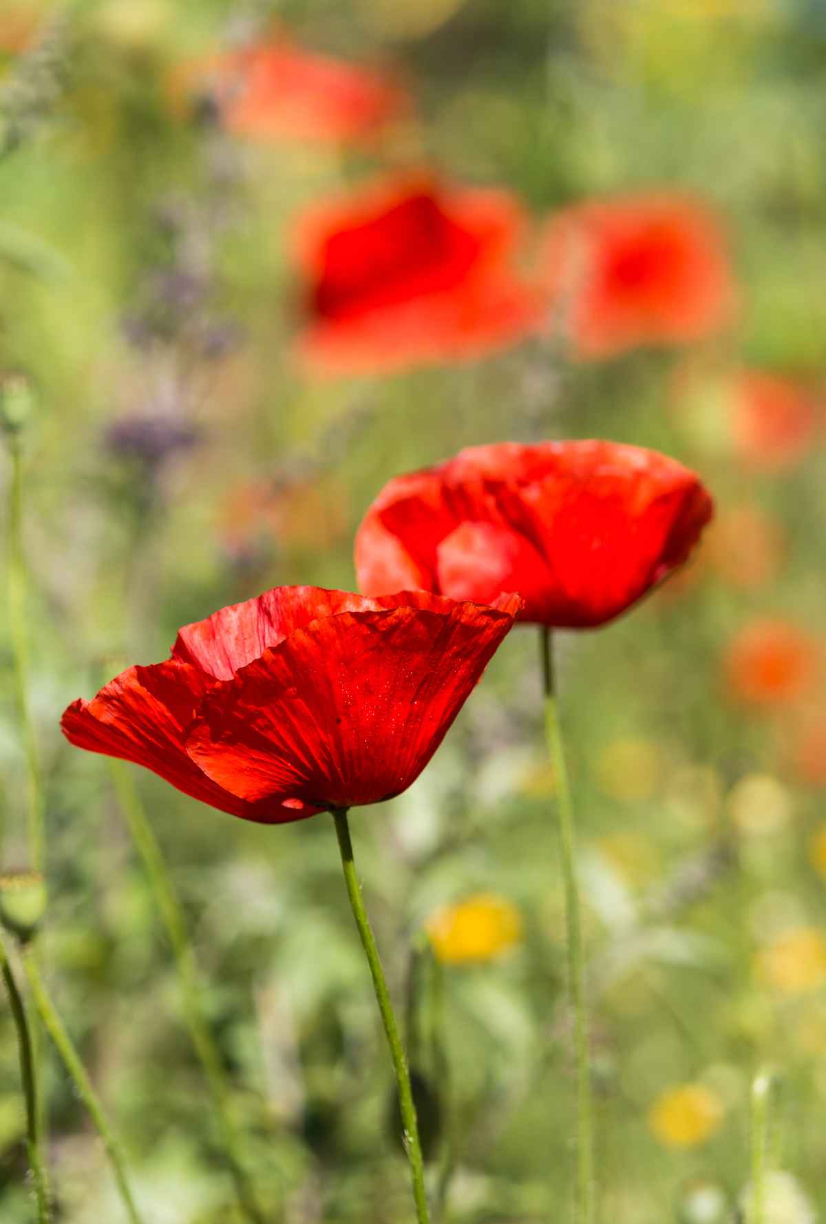 Mohn im Garten