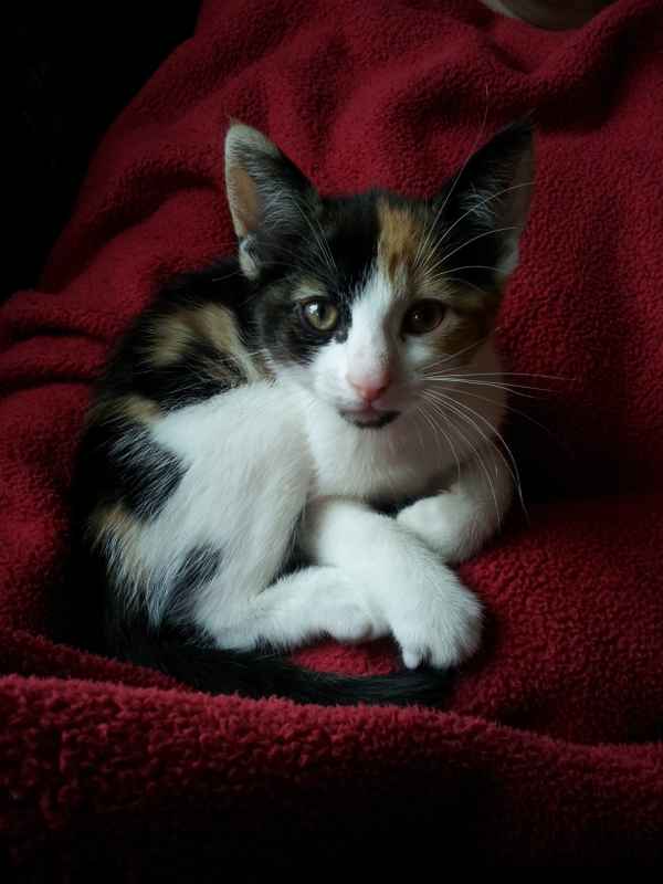 Minka die dreifarbige Katze