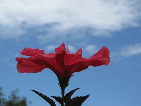Hibiskus auf Madeira