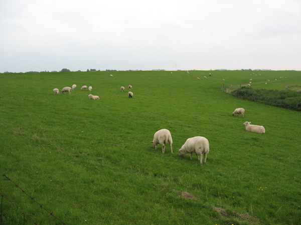 Schafe auf Nordseedeich