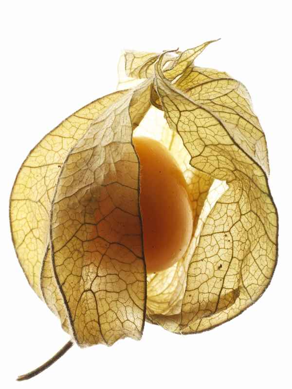 Physalis