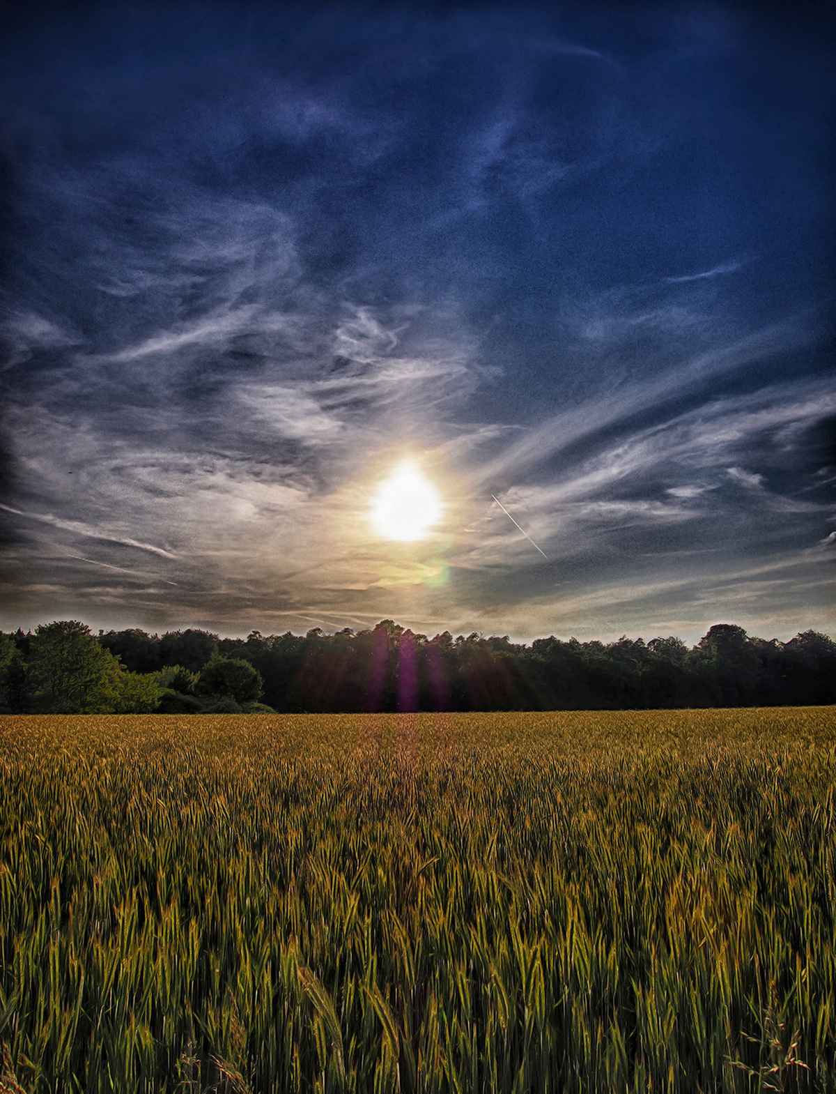 field of dreams