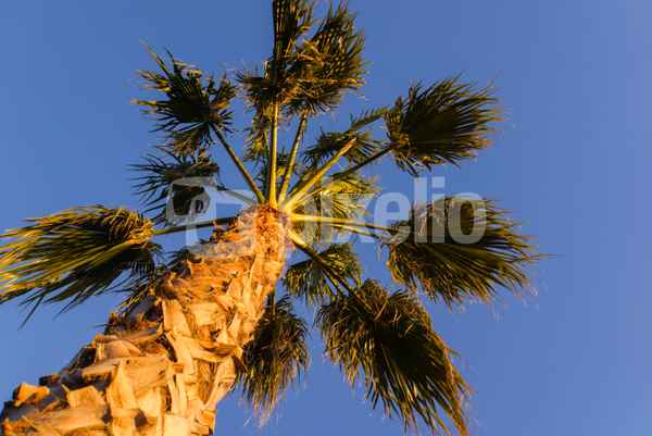 Palme von unten