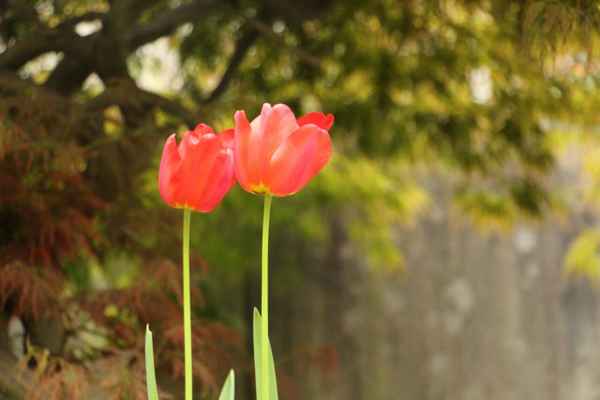 Tulpen
