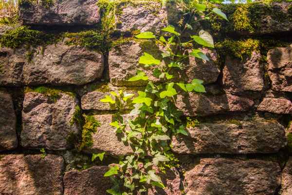 Burgmauer mit Efeu 2
