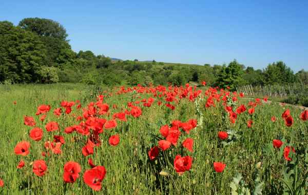 Landschaft mit Mohnblumen