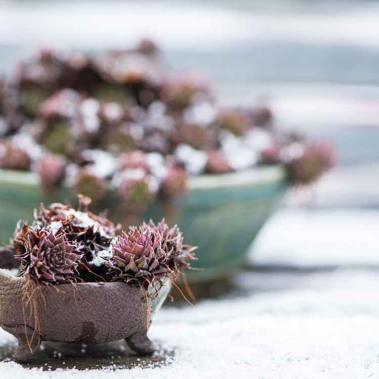 Sempervivum in kleiner Schale
